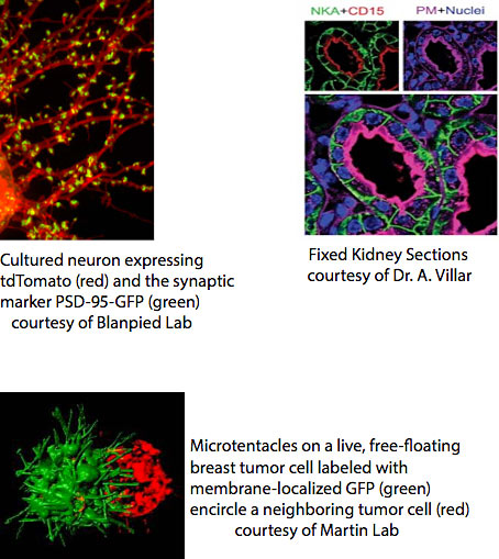 Various Confocal imaging