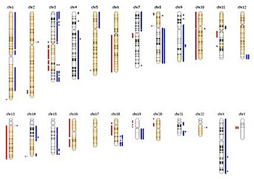 Cytogenetic Microarray