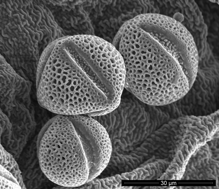 SEM - Pollen