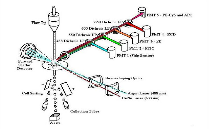 Flow-Cytometry-01