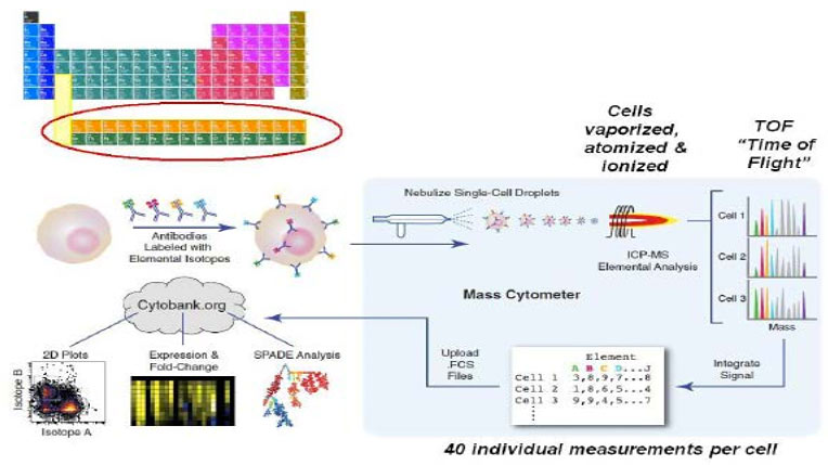 Flow-Cytometry-02