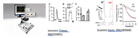 Nerve-Evoked Muscle Function