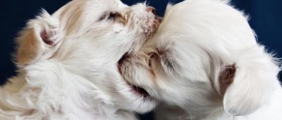 One dog smelling another's stinky mouth.